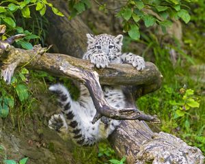 Preview wallpaper snow leopard, cub, branches, trees