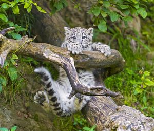 Preview wallpaper snow leopard, cub, branches, trees