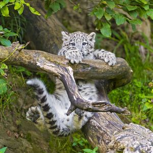 Preview wallpaper snow leopard, cub, branches, trees