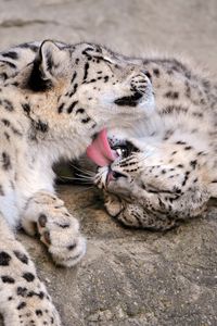 Preview wallpaper snow leopard cub, couple, care
