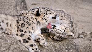 Preview wallpaper snow leopard cub, couple, care