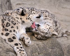 Preview wallpaper snow leopard cub, couple, care