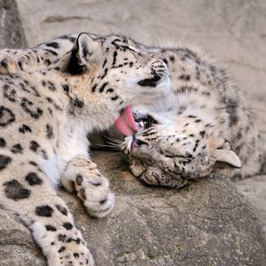 Preview wallpaper snow leopard cub, couple, care