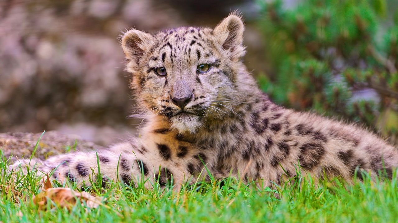 Wallpaper snow leopard, cub, grass, lie