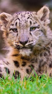 Preview wallpaper snow leopard, cub, grass, lie