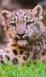 Preview wallpaper snow leopard, cub, grass, lie