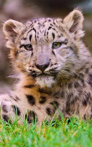 Preview wallpaper snow leopard, cub, grass, lie