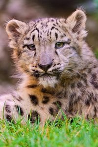 Preview wallpaper snow leopard, cub, grass, lie