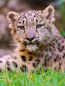 Preview wallpaper snow leopard, cub, grass, lie