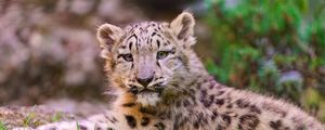 Preview wallpaper snow leopard, cub, grass, lie