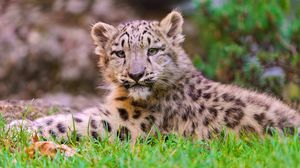 Preview wallpaper snow leopard, cub, grass, lie