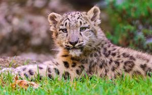 Preview wallpaper snow leopard, cub, grass, lie