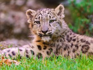 Preview wallpaper snow leopard, cub, grass, lie