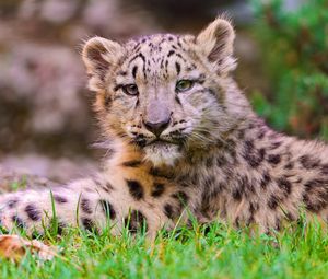 Preview wallpaper snow leopard, cub, grass, lie