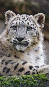 Preview wallpaper snow leopard, cub, kitten, predator, animal
