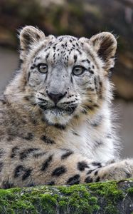 Preview wallpaper snow leopard, cub, kitten, predator, animal