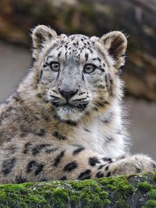 Preview wallpaper snow leopard, cub, kitten, predator, animal