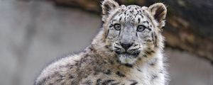 Preview wallpaper snow leopard, cub, kitten, predator, animal