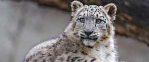 Preview wallpaper snow leopard, cub, kitten, predator, animal