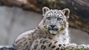 Preview wallpaper snow leopard, cub, kitten, predator, animal