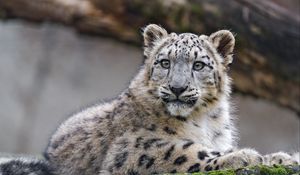 Preview wallpaper snow leopard, cub, kitten, predator, animal