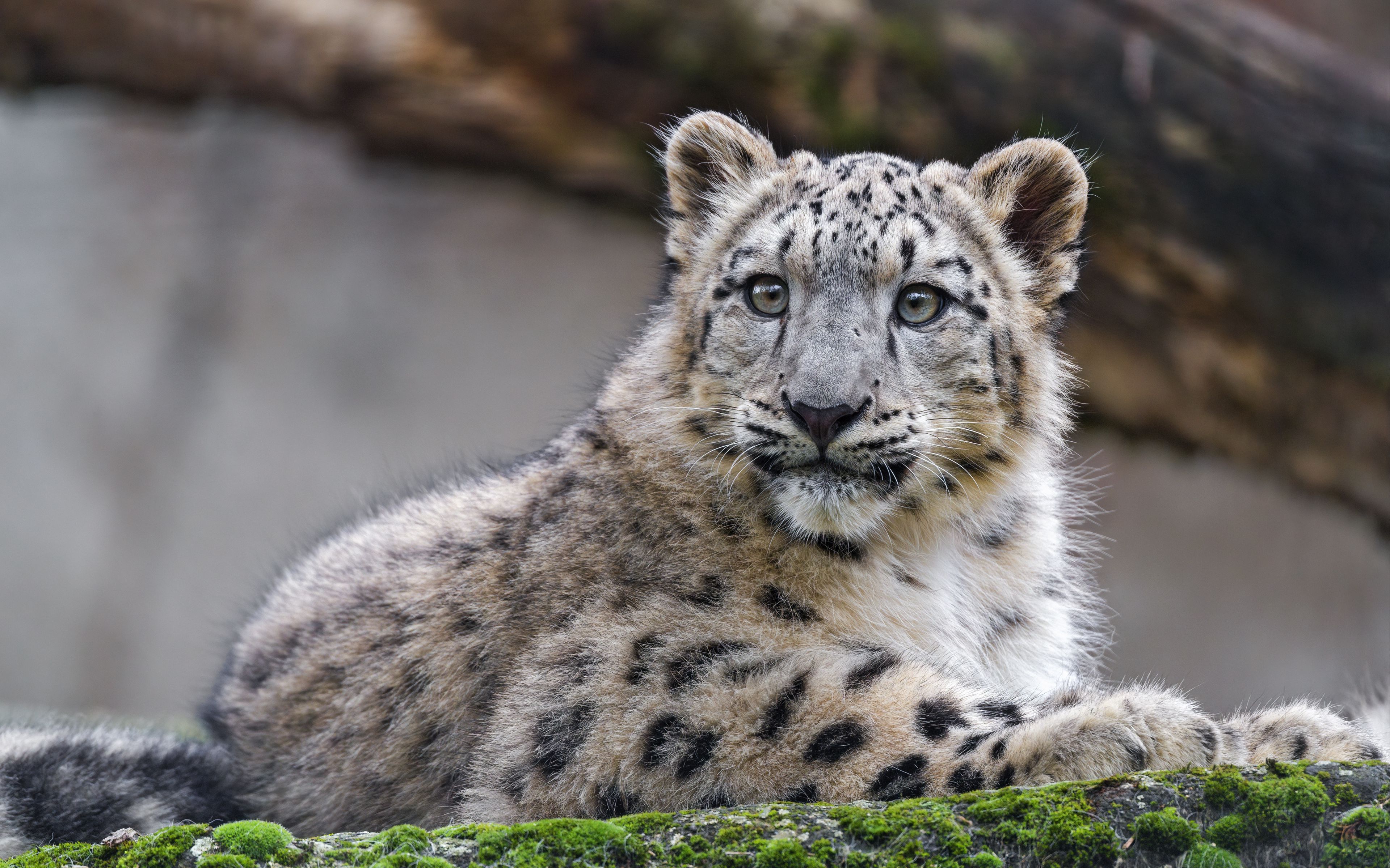 Download wallpaper 3840x2400 snow leopard, cub, kitten, predator ...