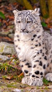 Preview wallpaper snow leopard cub, leaves, autumn