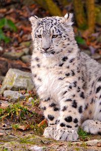 Preview wallpaper snow leopard cub, leaves, autumn