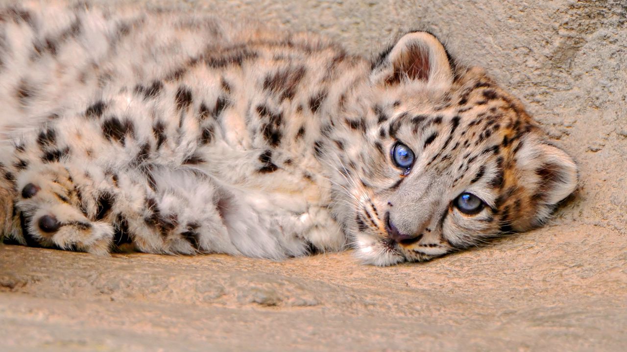 Wallpaper snow leopard, cub, lie, look, sadness
