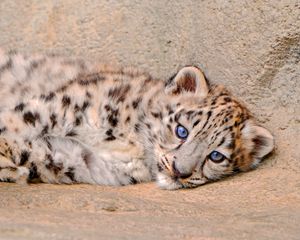 Preview wallpaper snow leopard, cub, lie, look, sadness