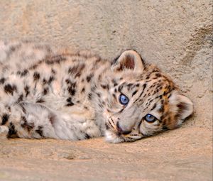Preview wallpaper snow leopard, cub, lie, look, sadness