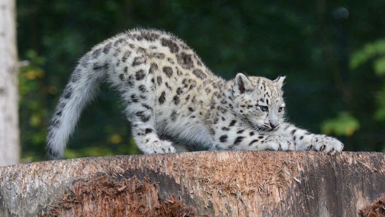 Wallpaper snow leopard, cub, sipping, predator