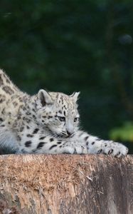 Preview wallpaper snow leopard, cub, sipping, predator