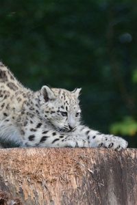 Preview wallpaper snow leopard, cub, sipping, predator