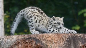 Preview wallpaper snow leopard, cub, sipping, predator