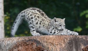 Preview wallpaper snow leopard, cub, sipping, predator