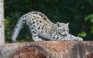 Preview wallpaper snow leopard, cub, sipping, predator