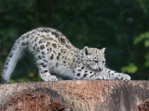 Preview wallpaper snow leopard, cub, sipping, predator