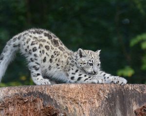 Preview wallpaper snow leopard, cub, sipping, predator