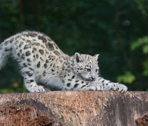 Preview wallpaper snow leopard, cub, sipping, predator