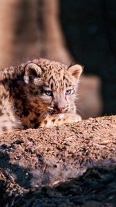 Preview wallpaper snow leopard, cub, stone, lying