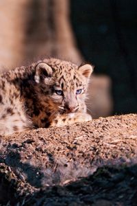 Preview wallpaper snow leopard, cub, stone, lying