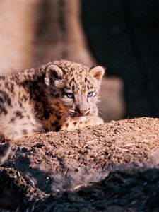 Preview wallpaper snow leopard, cub, stone, lying