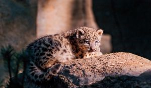 Preview wallpaper snow leopard, cub, stone, lying