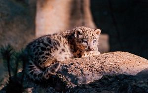 Preview wallpaper snow leopard, cub, stone, lying