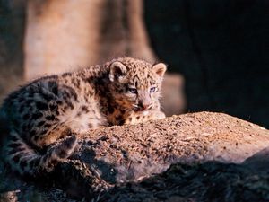 Preview wallpaper snow leopard, cub, stone, lying