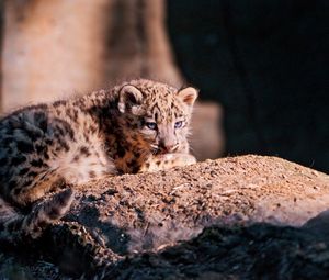 Preview wallpaper snow leopard, cub, stone, lying