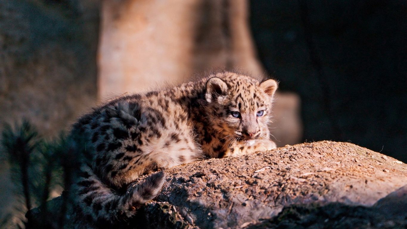 baby snow leopards wallpaper