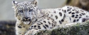 Preview wallpaper snow leopard, cub, wildlife, animal, rock