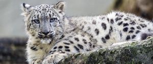 Preview wallpaper snow leopard, cub, wildlife, animal, rock